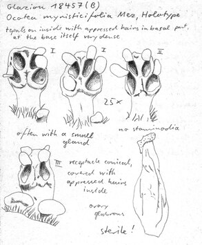 Vorschaubild Ocotea myriticifolia Mez